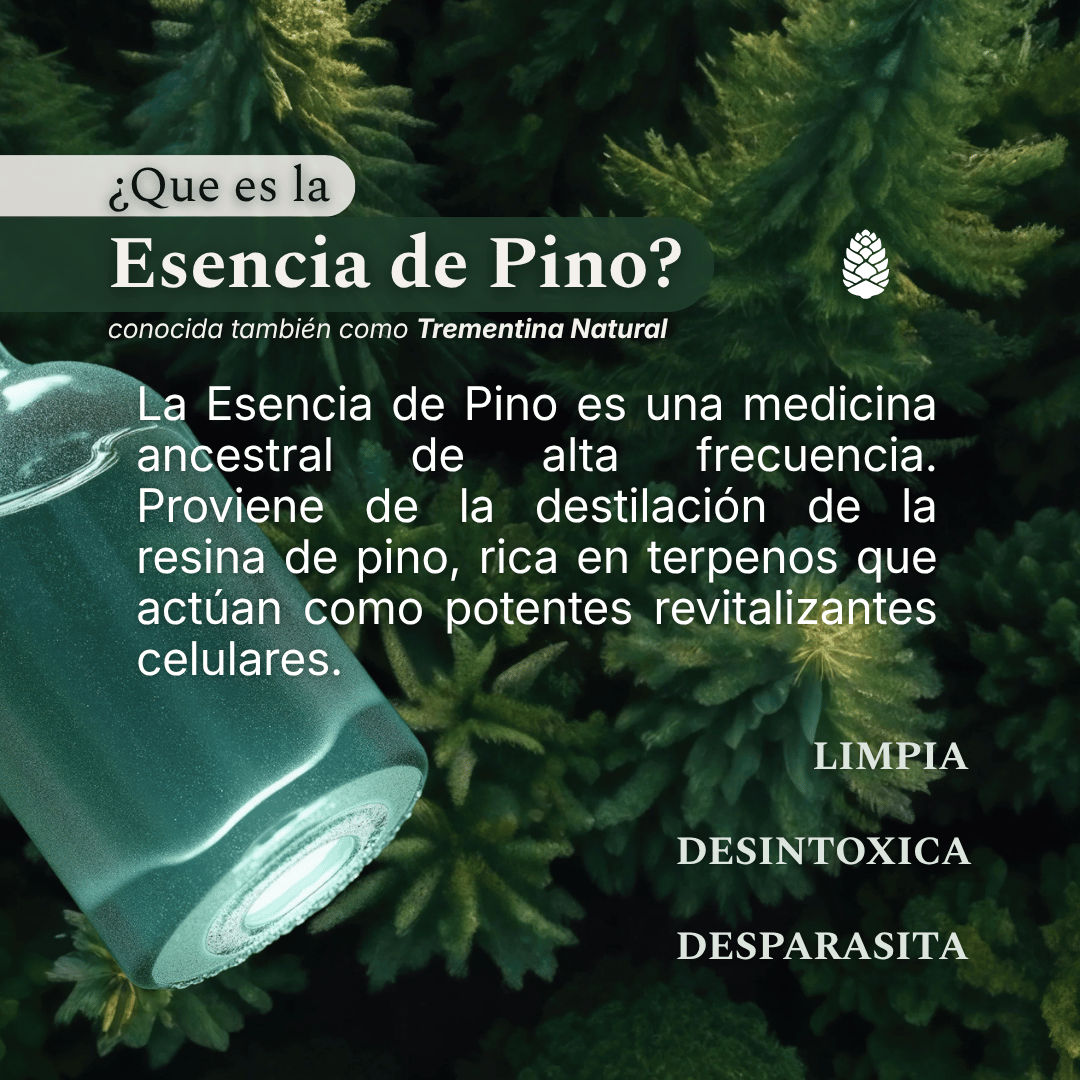 que-es-esencia-de-pino-trementina-natural-del-bosque