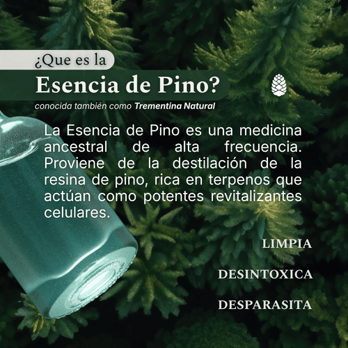 que-es-esencia-de-pino-trementina-natural-del-bosque